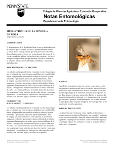 PDF En Español Megastigmus de la Semilla de Rosa