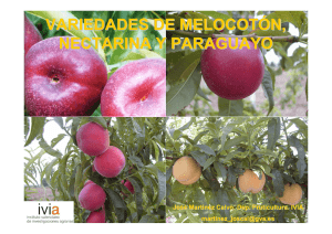 Variedades en melocotón, nectarina y paraguayo