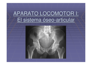 APARATO LOCOMOTOR I: El sistema óseo