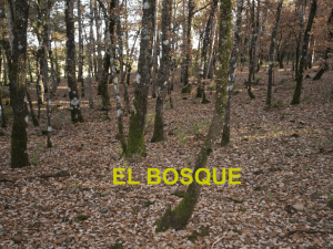 el bosque - CEIP Miguel Servet