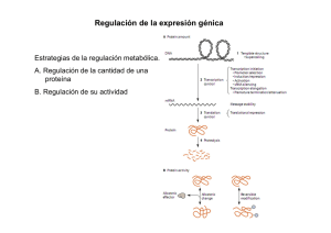 Teórica 17 Regulación génica