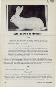 Raza «Blanco de Bouscat»