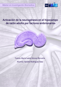 Activación de la neurogénesis en el hipocampo de ratón adulto por