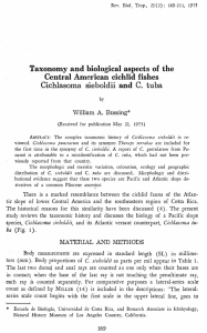 Cichlasoma sieboldii and C. tuba - Organization for Tropical Studies