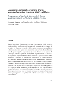 La presencia del acocil australiano Cherax quadricarinatus (von