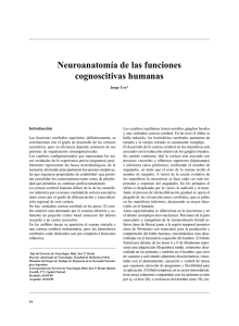 Neuroanatomía de las funciones cognoscitivas humanas