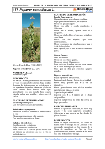 177.Papaver somniferum - Comarca Ribera Baja del Ebro