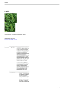 Nombre científico: Chenopodium ambrosioides Familia