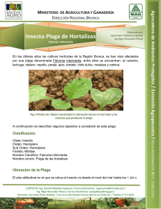 Insecto Plaga de Hortalizas - Ministerio de Agricultura y Ganadería