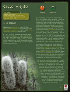 Cactus senilis Haworth 1824, Cereus senilis