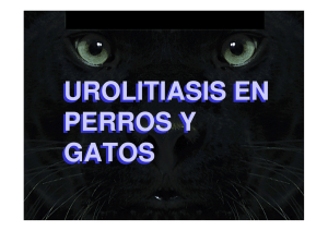 urolitiasis en perros y gatos urolitiasis en perros y gatos