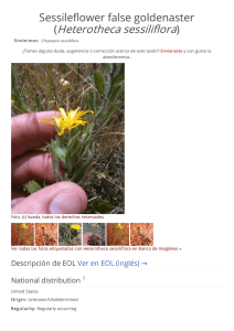 Sessileflower false goldenaster (Heterotheca sessiliflora)