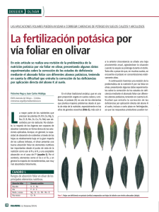 La fertilización potásica por vía foliar en olivar