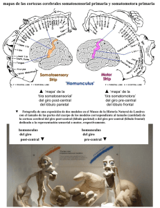 mapas de las cortezas cerebrales somatosensorial primaria y