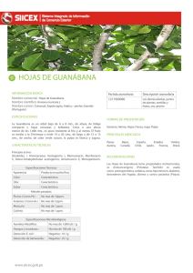 hojas de guanábana