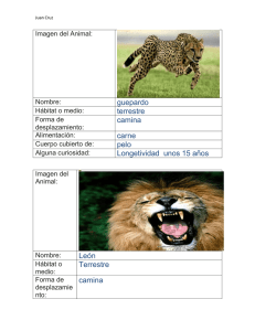 guepardo terrestre camina carne pelo Longetividad unos 15 años