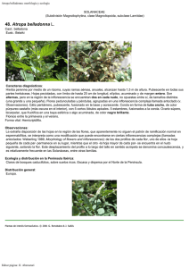 Atropa belladonna: morfología y ecología
