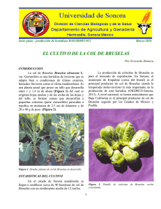 el cultivo de la col de bruselas - Departamento de Agricultura y