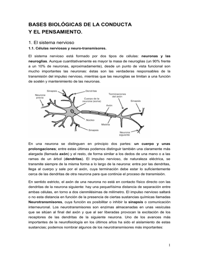 Bases BiolÓgicas De La Conducta 9555