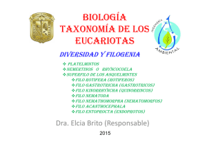Taxonomía de los eucariotas diversidad y filogenia
