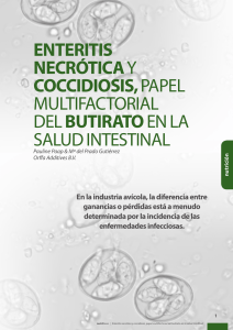 enteritis necrótica y coccidiosis, papel multifactorial del