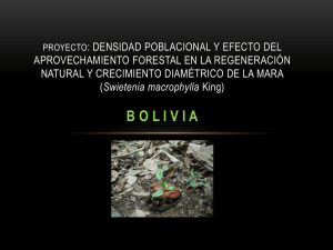La mara en Bolivia - Camara Forestal de Bolivia