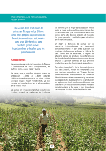 El ascenso de la producción de quinua en Tiraque en los