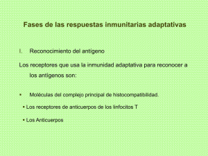Fases de las respuestas inmunitarias adaptativas