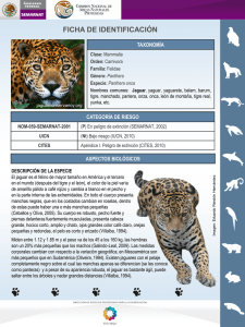 Jaguar - Conanp