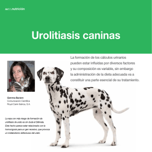 urolitiasis caninas