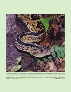 The Totonacan Rattlesnake (Crotalus totonacus) is found in several