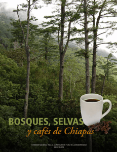 Bosques, selvas y cafés de Chiapas