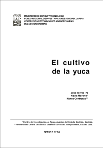 El cultuEE El cultivo de la yuca