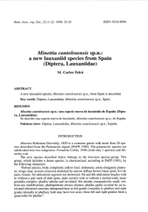 Minettia cantolraensis sp.n.: a new lauxaniid species from Spain