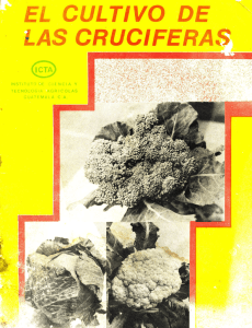 El cultivo de las cruciferas - Instituto de Ciencia y Tecnología