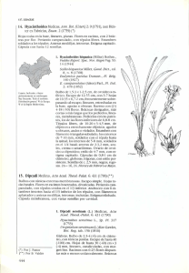 14. Hyacinthoides Medicus, Ann. Bot. (Usteri)2: 9 (1791), non Heis