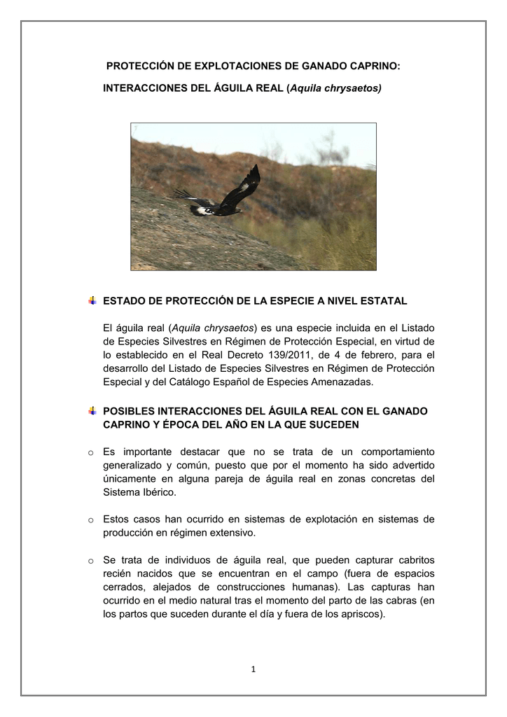 INTERACCIONES DEL ÁGUILA REAL (Aquila chrysaetos)