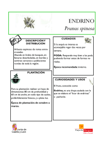 ENDRINO Prunus spinosa - Aula de Medio Ambiente Caja de Burgos