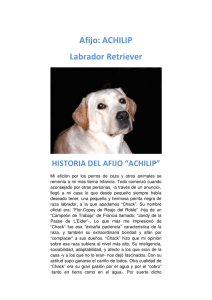 Afijo: ACHILIP Labrador Retriever