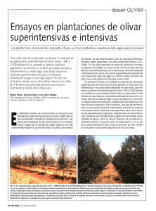 Ensayos en plantaciones de olivar superintensivas e intensivas