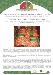 Informe Nro 33 - Mercado Modelo