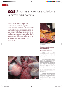 Síntomas y lesiones asociados a la circovirosis porcina