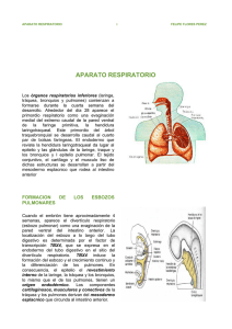 Embriología del Aparato Respiratorio