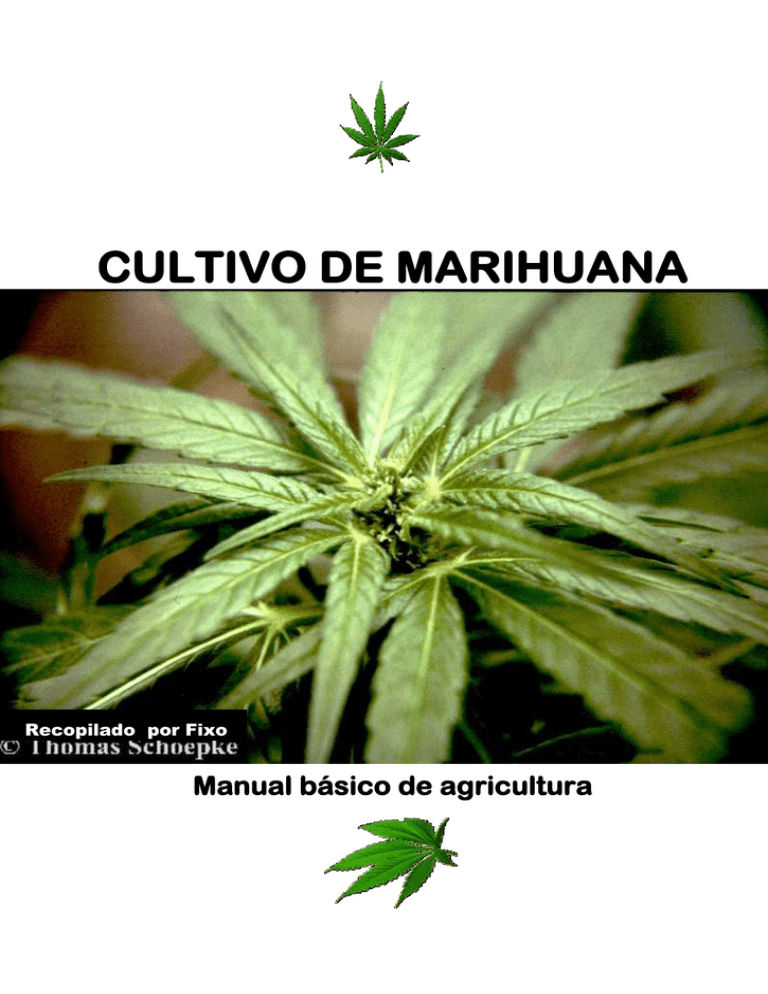 Manual Basico De Cultivo De Marihuana