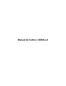 Manual de Cultivo: CEBOLLA