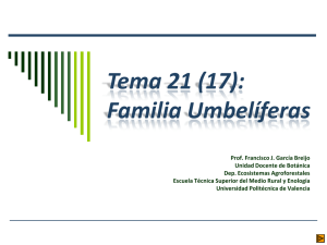 Familia Umbelíferas - Escuela Técnica superior de Ingeniería