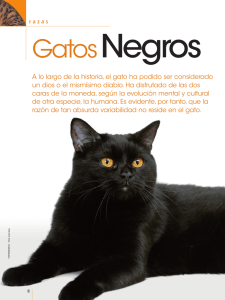 Gatos negros - Royal Canin