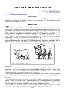 jabalíes y chanchos salvajes