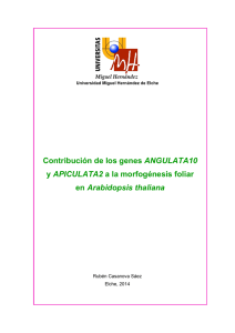 Contribución de los genes ANGULATA10 y APICULATA2 a la