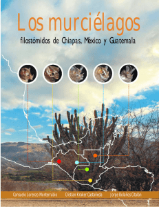 filostómidos de Chiapas, México y Guatemala